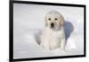 Labrador Retriever Puppy (10 Weeks Old) Sitting in Snow, St. Charles, Illinois, USA-Lynn M^ Stone-Framed Photographic Print