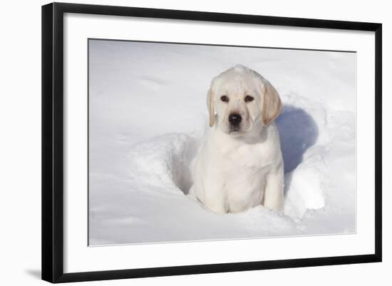 Labrador Retriever Puppy (10 Weeks Old) Sitting in Snow, St. Charles, Illinois, USA-Lynn M^ Stone-Framed Photographic Print