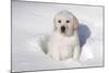 Labrador Retriever Puppy (10 Weeks Old) Sitting in Snow, St. Charles, Illinois, USA-Lynn M^ Stone-Mounted Photographic Print