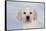 Labrador Retriever Puppy (10 Weeks Old) with Snow on Face-Lynn M^ Stone-Framed Stretched Canvas