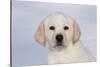 Labrador Retriever Puppy (10 Weeks Old) with Snow on Face-Lynn M^ Stone-Stretched Canvas