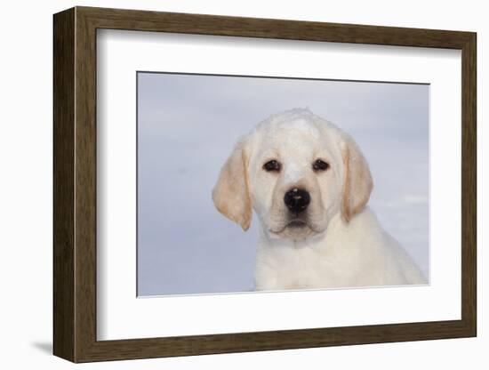 Labrador Retriever Puppy (10 Weeks Old) with Snow on Face-Lynn M^ Stone-Framed Photographic Print