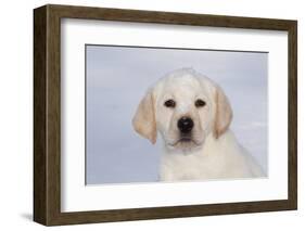 Labrador Retriever Puppy (10 Weeks Old) with Snow on Face-Lynn M^ Stone-Framed Photographic Print