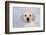 Labrador Retriever Puppy (10 Weeks Old) with Snow on Face-Lynn M^ Stone-Framed Photographic Print