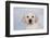 Labrador Retriever Puppy (10 Weeks Old) with Snow on Face-Lynn M^ Stone-Framed Photographic Print