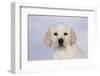 Labrador Retriever Puppy (10 Weeks Old) with Snow on Face-Lynn M^ Stone-Framed Photographic Print