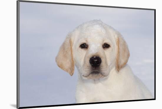 Labrador Retriever Puppy (10 Weeks Old) with Snow on Face-Lynn M^ Stone-Mounted Photographic Print