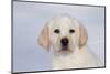 Labrador Retriever Puppy (10 Weeks Old) with Snow on Face-Lynn M^ Stone-Mounted Photographic Print