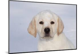 Labrador Retriever Puppy (10 Weeks Old) with Snow on Face-Lynn M^ Stone-Mounted Photographic Print