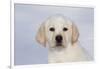 Labrador Retriever Puppy (10 Weeks Old) with Snow on Face-Lynn M^ Stone-Framed Photographic Print