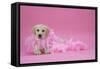 Labrador Retriever Puppy (9 Wks Old)-null-Framed Stretched Canvas