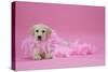 Labrador Retriever Puppy (9 Wks Old)-null-Stretched Canvas