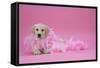 Labrador Retriever Puppy (9 Wks Old)-null-Framed Stretched Canvas