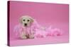 Labrador Retriever Puppy (9 Wks Old)-null-Stretched Canvas