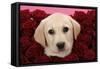 Labrador Retriever Puppy (9 Wks Old)-null-Framed Stretched Canvas