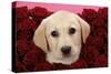 Labrador Retriever Puppy (9 Wks Old)-null-Stretched Canvas