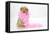 Labrador Retriever Puppy (9 Wks Old)-null-Framed Stretched Canvas