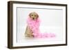 Labrador Retriever Puppy (9 Wks Old)-null-Framed Photographic Print