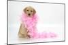 Labrador Retriever Puppy (9 Wks Old)-null-Mounted Photographic Print