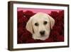 Labrador Retriever Puppy (9 Wks Old)-null-Framed Photographic Print