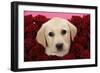 Labrador Retriever Puppy (9 Wks Old)-null-Framed Photographic Print