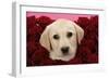 Labrador Retriever Puppy (9 Wks Old)-null-Framed Photographic Print