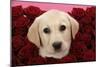 Labrador Retriever Puppy (9 Wks Old)-null-Mounted Photographic Print