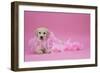 Labrador Retriever Puppy (9 Wks Old)-null-Framed Photographic Print