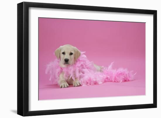 Labrador Retriever Puppy (9 Wks Old)-null-Framed Photographic Print