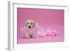 Labrador Retriever Puppy (9 Wks Old)-null-Framed Photographic Print