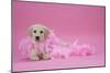 Labrador Retriever Puppy (9 Wks Old)-null-Mounted Photographic Print