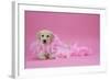 Labrador Retriever Puppy (9 Wks Old)-null-Framed Photographic Print