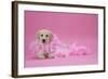 Labrador Retriever Puppy (9 Wks Old)-null-Framed Photographic Print