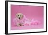 Labrador Retriever Puppy (9 Wks Old)-null-Framed Photographic Print