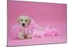 Labrador Retriever Puppy (9 Wks Old)-null-Mounted Photographic Print