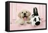 Labrador Retriever Puppy and English Rabbit-null-Framed Stretched Canvas