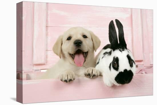 Labrador Retriever Puppy and English Rabbit-null-Stretched Canvas