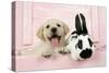 Labrador Retriever Puppy and English Rabbit-null-Stretched Canvas