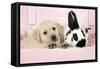 Labrador Retriever Puppy and English Rabbit-null-Framed Stretched Canvas