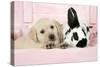 Labrador Retriever Puppy and English Rabbit-null-Stretched Canvas