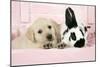 Labrador Retriever Puppy and English Rabbit-null-Mounted Photographic Print