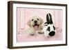 Labrador Retriever Puppy and English Rabbit-null-Framed Photographic Print