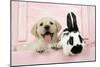 Labrador Retriever Puppy and English Rabbit-null-Mounted Photographic Print