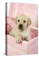 Labrador Retriever Puppy in a Wooden Box-null-Stretched Canvas