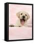 Labrador Retriever Puppy in a Wooden Box-null-Framed Stretched Canvas