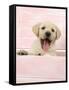 Labrador Retriever Puppy in a Wooden Box-null-Framed Stretched Canvas