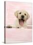 Labrador Retriever Puppy in a Wooden Box-null-Stretched Canvas