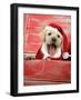 Labrador Retriever Puppy in a Wooden Box-null-Framed Premium Photographic Print