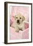 Labrador Retriever Puppy in a Wooden Box-null-Framed Photographic Print