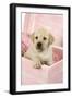 Labrador Retriever Puppy in a Wooden Box-null-Framed Photographic Print